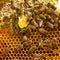 Bees having sweet honey dinner