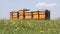 Bees at hives on spring meadow, locked down, Full HD 1080p. Eco farming background
