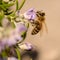 Bees, honey bee sucking nectar and polinating on Rosemary, Rosmarin Flower, Rosmarinus officinalis, with its beautiful lilac