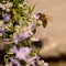 Bees, honey bee sucking nectar and polinating on Rosemary, Rosmarin Flower, Rosmarinus officinalis, with its beautiful lilac