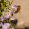 Bees, honey bee sucking nectar and polinating on Rosemary, Rosmarin Flower, Rosmarinus officinalis, with its beautiful lilac