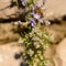 Bees, honey bee sucking nectar and polinating on Rosemary, Rosmarin Flower, Rosmarinus officinalis, with its beautiful lilac