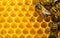 Bees on honeycomb