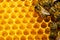 Bees on honeycomb