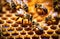 Bees on honeycomb with honey, bees produce fresh, healthy honey. Wild bees in a hive, beekeeping, apiary. Honey in