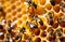 Bees on honeycomb with honey, bees produce fresh, healthy honey. Wild bees in a hive, beekeeping, apiary. Honey in