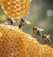 Bees and Honeycomb in Warm Light