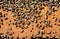 Bees on honeycombs heated bee brood. Apiculture.