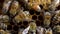 Bees on honeycombs make honey. A swarm of bees make honey busy with work. Thoroughbred bees on a farm. Macro shooting.