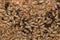 Bees inside beehive macro close up
