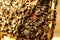 Bees inside a beehive with the queen bee in the middle