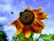 Bees Keep Busy with Sunflower