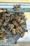 Bees kick drones out of bee families in late summer. A lot of drones near hive entrance