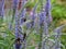 Bees in Lavender Bush