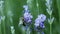 Bees on lavender flower