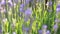 Bees on lavender flower; zoom in
