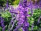 Bees on lavender flowers