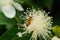 Bees lay their heads on white flowers and pick honey