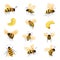 Bees lifecycle and portraits, honeybee and larva