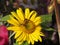 Bees like wasps foraging in love sunflowers.