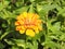 Bees like wasps foraging in love sunflowers.