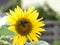 Bees like wasps foraging in love sunflowers.