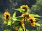 Bees like wasps foraging in love sunflowers.