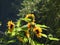 Bees like wasps foraging in love sunflowers.