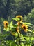 Bees like wasps foraging in love sunflowers.