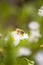 bees looking for food on flower petals