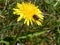 Bees mate on a dandelion in the garden