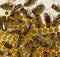 Bees, nectar and honey in comb