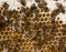 Bees, nectar and honey in comb