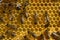 Bees, nectar and larvae