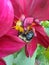 Bees nectar pollen flower nature plant pink beautiful dust