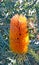 Bees on an orange Australian Banksia flower