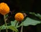 Bees on an orange ball tree flower, Buddleja globosa