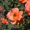 Bees on an orange rose