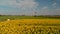 Bees over a sunflower meadow, aerial view