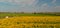 Bees over a sunflower meadow, aerial view