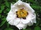 Bees on a peony