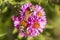 Bees on pink aster flowers in Newbury, New Hampshire