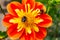 bees polenating a red orange and yellow petalled flower