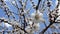 Bees pollinate the blooming apricot tree