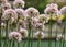 Bees pollinate chive blossoms in riverbed flowerbed