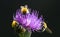 Bees pollinate a flower, mÃ©hecskÃ©k beporozzÃ¡k a virÃ¡got