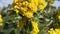 Bees pollinate flowers fruit tree in slow motion beautiful nature moviebees pollinate yellow bushes flowers on a sunny day
