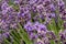 Bees pollinate lavender flowers in a lavender field.