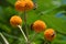 Bees pollinate orange ball tree flowers