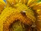 bees pollinate sunflower flowers in field